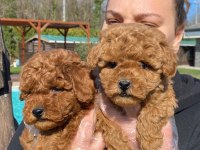 Tea Cup  ORJİNAL Toy Poodle Yavrulari