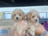 EVDEN ANNE ALTINDAN MALTİPOO