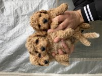 Mükemmel Kalite TOY POODLE yavrular