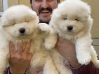 KIF/FCI ŞECERELİ SAMOYED YAVRULAR
