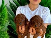 Çok tatlı Kore toy poodle yavrularımız