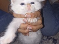Sevecen british shorthair