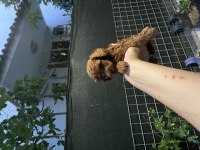 Kore poodle bebekler