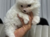 Pomeranian boo köpeklerimiz