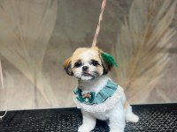 KÖPEĞİMİZ RİO YUVA ARIYOR
