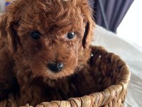 SAĞLIK VE IRK GARANTİLİ TAM TOY POODLE MİNİKLER