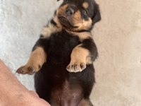 Erkek ve dişi rottweiler yavrular
