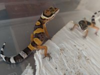 Leopar gecko yavru