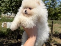 KUSURSUZ KARBEYAZ AYICIK POMERANİAN BOO