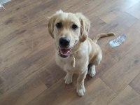 4 Aylık Baby Face Erkek Golden Retriever Yavrumuz