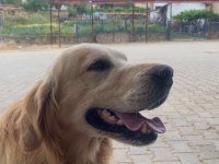 Erkek Golden Retriever