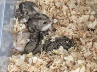 CÜCE HAMSTER YAVRULARI TESLİME HAZIR