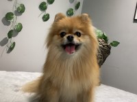 Kusursuz Güzellikte Yetişkin Dişi Pomeranian Boo