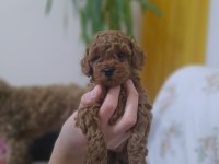 Ev ortamında büyüyen kilo garantili dişi poodle bebekler