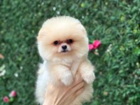 Show Kalite Pomeranian Boo Yavrular