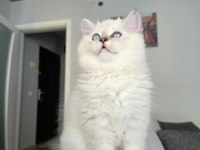 British Longhair Kedilerim