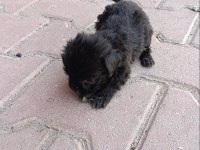 Terrier Bebeklerimiz
