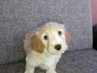 Toy poodle ve Charles ten Cavapoo
