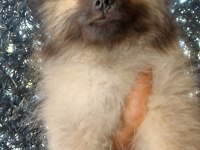 Pomeranian Yeni Yuvasına Gitmeye Hazır