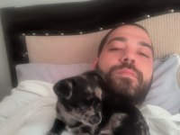 Chihuahua erkek egzotik renkli 60 günlük