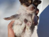 Chihuahua ŞİVAVA YAVRULARIMIZ HAZIR