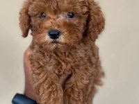 Toy poodle yavru