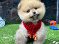 POMERANİAN BOO BEBEKLER İYİSİ DEĞİL EN İYİSİ