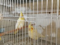 Lutino sultan papağanı yavrular