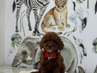 Kore poodle bebeklerimiz hazır
