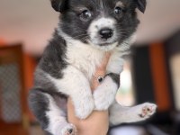 En güzel haliyle border collie