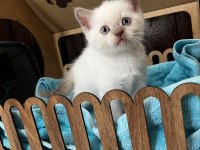 British shorthair yavru kediler