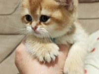 Golden NY12 british shorthair