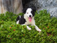 Border Collie Yavru Köpeklerimiz