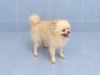 Yeni yuvasına gitmeye hazır pomeranian