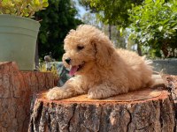 Kg garantili karma aşıları yapılmış poodle yavrularımız