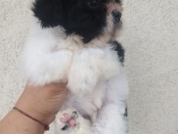 Kalite ve özeli isteyenlere shih tzu