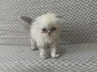 Scottish fold yavrularımız kendi kedilerimiz