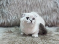 Aşılı Tuvalet Egıtımlı Scottish Fold Bebeklerimiz