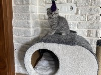 Scottish fold yavrumuz yeni yuvasını arıyor