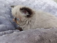 2 aylık exotic yavrusu erkek