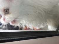 Sevimli Exotic Shorthair yavru
