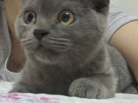 Güzel british shorthair kızıma yuva arıyorum