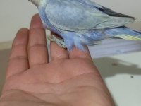 Yeni yeme düşen rainbow muhabbet kuşu yavrular
