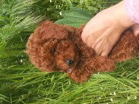 Kalite ortada 70 günlük poodle