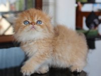 Safkan Şecereli Chocolate Golden Erkek Scottish Fold