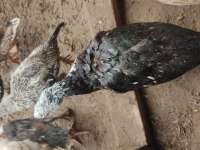 Muscovy, amerikan fıs fıs ve sessiz ördekler