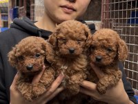 Toy poodle yavrularımız