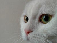 Acil yuva arıyoruz scottish fold