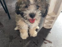 Erkek tatlı mı tatlı poodle yavrumuz