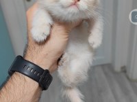 British Shorthair Kedisi